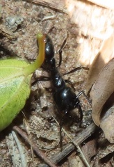 Plectroctena mandibularis