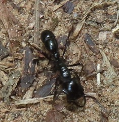 Plectroctena mandibularis