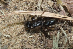Plectroctena mandibularis