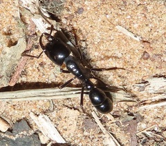 Plectroctena mandibularis