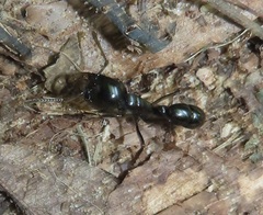 Plectroctena mandibularis