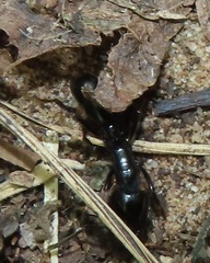 Plectroctena mandibularis