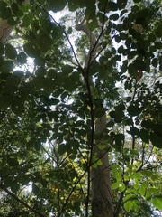 Albizia occidentalis