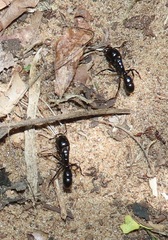 Plectroctena mandibularis