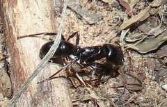 Plectroctena mandibularis