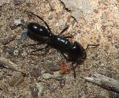 Plectroctena mandibularis