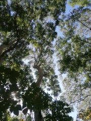 Albizia occidentalis