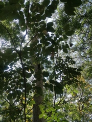 Albizia occidentalis