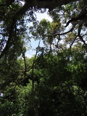 Cussonia sphaerocephala