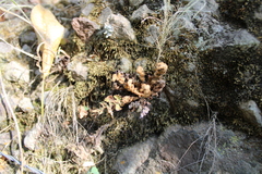 Selaginella pallescens