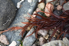 Sarcodiotheca
