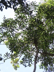 Cussonia sphaerocephala