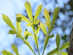 Cussonia sphaerocephala