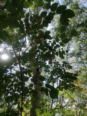 Albizia occidentalis