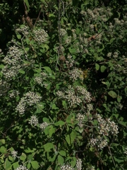 Salpianthus arenarius