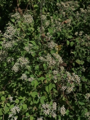 Salpianthus arenarius