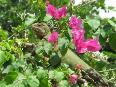 Iguana delicatissima