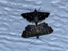 Diathrausta reconditalis