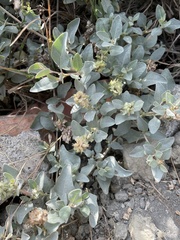Atriplex maximowicziana