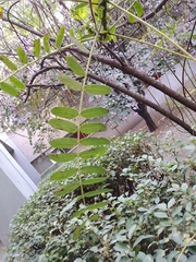 Senna didymobotrya