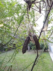 Senna didymobotrya