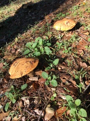 Aureoboletus flaviporus