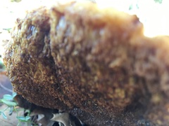 Aureoboletus flaviporus