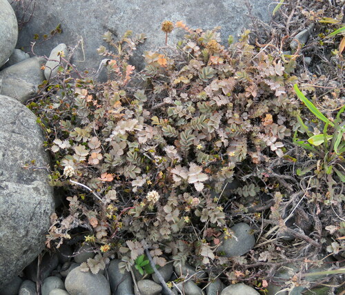 Acaena inermis (Acaena inermis)