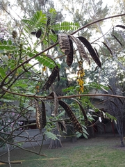 Senna didymobotrya