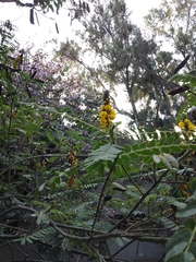 Senna didymobotrya