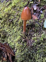 Hygrocybe singeri