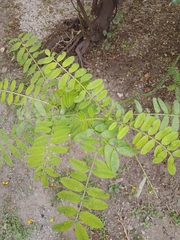 Senna didymobotrya