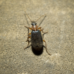 Lebiinae