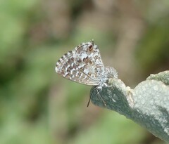Theclinesthes serpentata