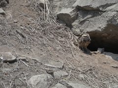 Athene cunicularia nanodes