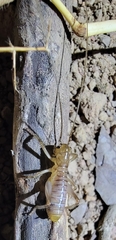 Gryllacrididae