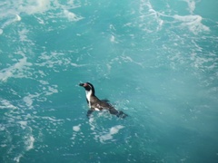 Spheniscus humboldti