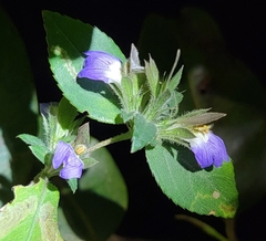 Cynarospermum asperrimum