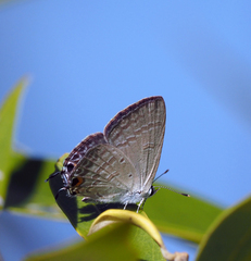 Catochrysops panormus