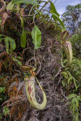 Nepenthes rafflesiana