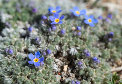 Eritrichium argenteum