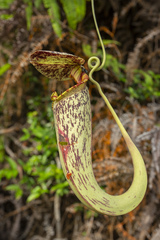 Nepenthes rafflesiana