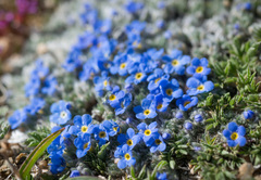 Eritrichium argenteum