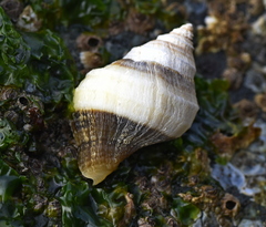 Nucella lamellosa