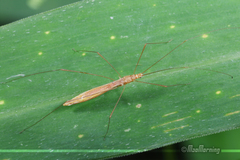 Yemmalysus parallelus