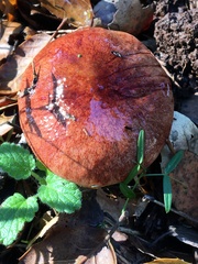 Aureoboletus