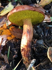 Aureoboletus