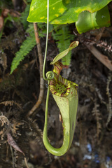 Nepenthes rafflesiana