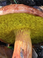 Aureoboletus