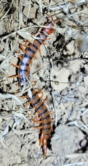 Scolopendra morsitans